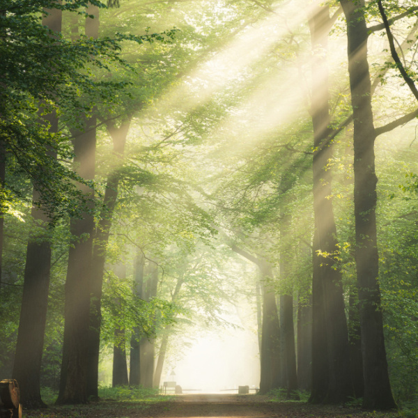 parfum fresh de rufe